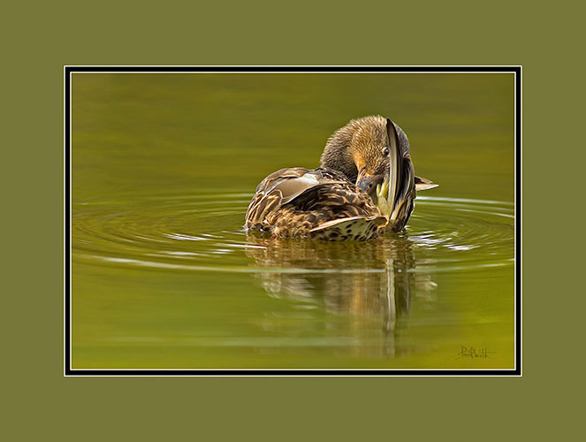 Mallard Preening